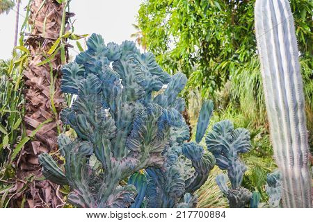 Cactus Plants Outdoors In A Summer Day