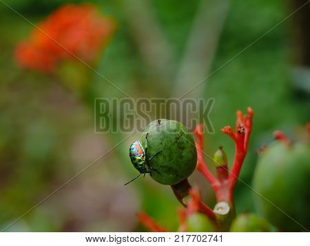 green and red flower with blurred ladybug
