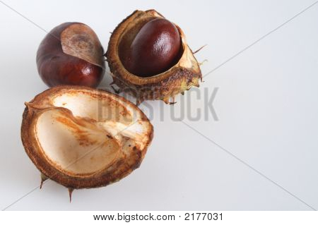 Conkers