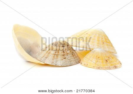 Comuni patelle (patella Vulgata)