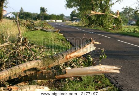 Bölünmüfltü ağaçlar