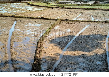 Close-up photograph of paddy fields with crops of rice in Sri Lanka