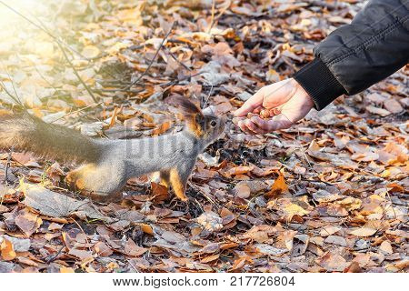 The male feeds the squirrel in the park