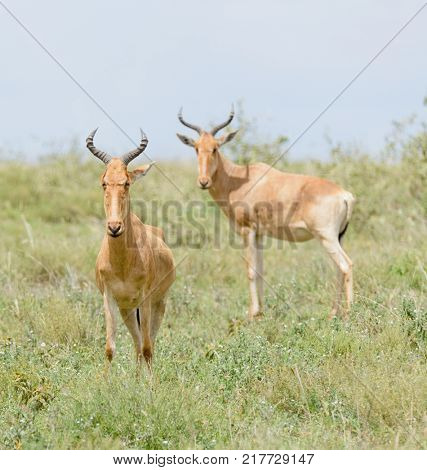 Closeup of Coke's Hartebeest (scientific name: Connochaetes taurinus or 