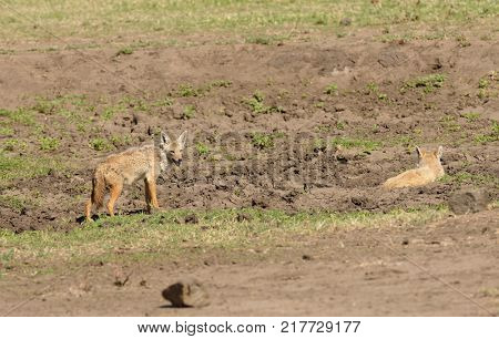 Close-up of pair of Golden Jackal (scientific name: canis aureus, or 