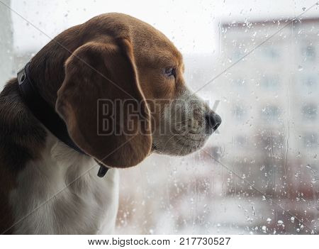 the breed of dog the Beagle looks out the window through the glass with rain drops