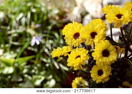 Malus Rosehip Crab Apples