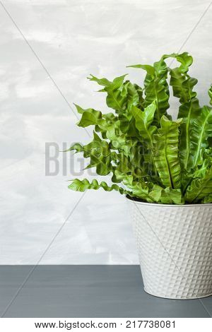 houseplant Asplenium nidus in white pot