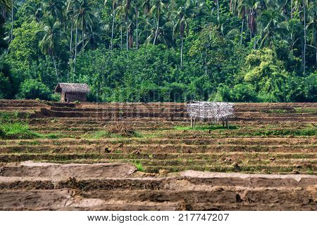 Close-up photograph of paddy fields with crops of rice in Sri Lanka