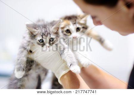 Young female veterinary doctor looking on cute kitten. Cat in a veterinary clinic. Veterinarian surgeon at vet clinic is examining cute cats