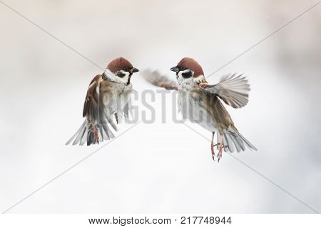 two cute little Sparrow birds flying in the air and spread their feathers and wings