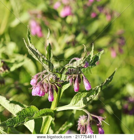 Comfrey. Comfrey or Symphytum officinale flower used in organic medicine.