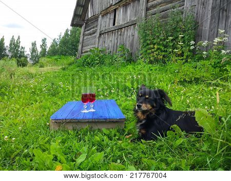 Black Dog Sitting On Green Grass And Two Glasses With Homemade Red Wine On Blue Boards Outdoors In C