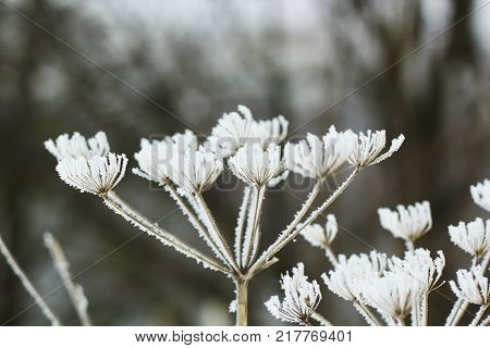 Heracleum plant frozen in ice needles on beautiful winter day common names hogweed and cow parsnip