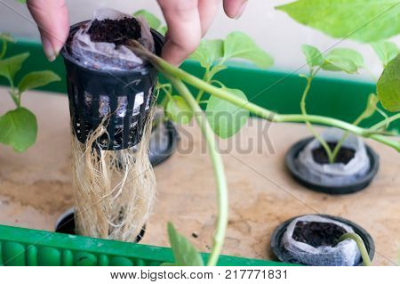 Hand holding up a net pot with coco coir medium with the roots and the stem of hte plant hanging down. Hydroponics is the new science innovation of growing plants to maximize their yeild and taste