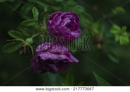 purple rose flower after rain with raindrops on dark background in the garden, evening light. close up macro.