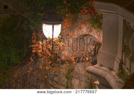 city lantern illuminated by night with autmnal ivy leafs around