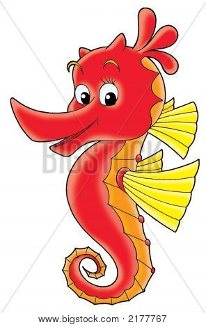 Sea Horse