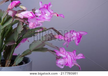 Blooming Pink Christmas Cactus schlumbergera in a pot on white background. Epiphyllanthus, Epiphyllum, Zygocactus, Zygocereus