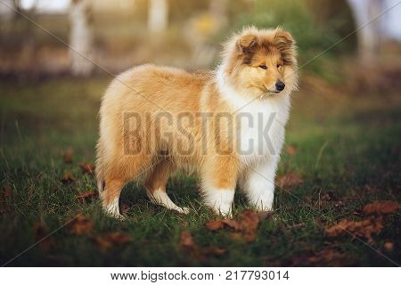 Beautiful Sheltie dog on the nature. Furry collie dog on the grass.