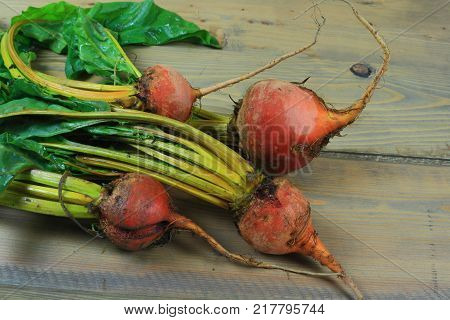 Fresh harvested from the soil and washed Bunch of Golden Beets (edible golden colored tuberous roots and good for human consumption green leaves) over the wooden garden table. Golden beet is vegetable
