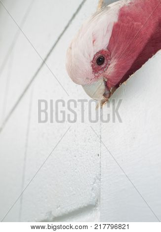Australian Wild Pink Galah Bird Chewing A Wooden Wall