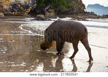 Bearded pig at Bako National Park, Kuching, Sarawak, Malaysia