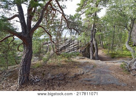Path in the pine tree forest with very old gnarly trees on Aland Autonomous province of Finland