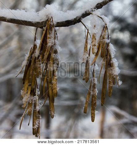 Maple branch with seeds covered with snowflakes of fresh snow in the winter forest