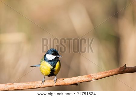 Flying Great Tit or Parus major with copy space for text.