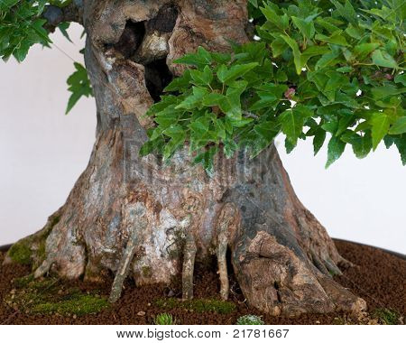 Vecchio tronco di un albero di acero tridente
