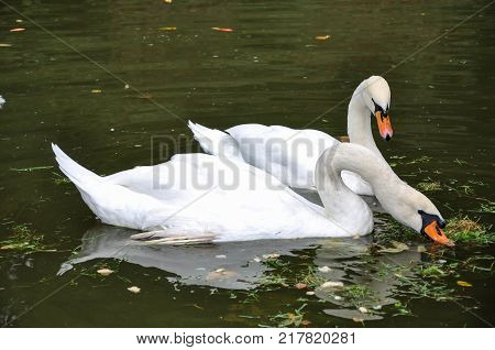 White swans floats in the pond of National Arboretum Sofiyivka in Uman Ukraine