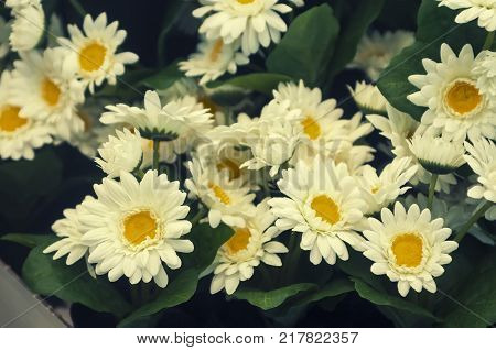 Daisy flower isolated on sunlight background and vintage tone.Lovely flower inventor.Bellis perennis, daisy, Thymophylia Tenuiloba , Dahlberg Daisy, Gold Carpet, Gloden Fleece