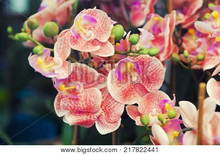 Beautiful pink moth orchids, Phalaenopsis, flowers in the garden. Phalaenopsis is one of the most popular orchids in the trade, through the development of many artificial hybrids.