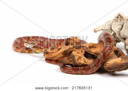 snake. elaphe guttata. young boa constrictor on a white background.
