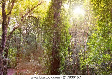 Forest in Parque Philippi in Puerto Varas Chile