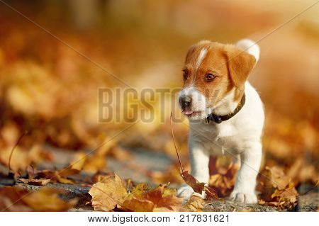 Dog breed Jack Russell Terrier walking in autumn park