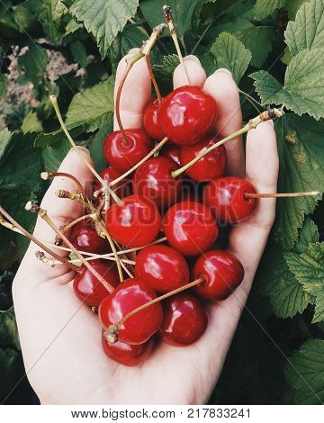 A woman hand holds on a palm cherries on a background green leaves