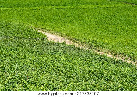 Pattern of wine crops at a vineyard at Colchagua valley Chile