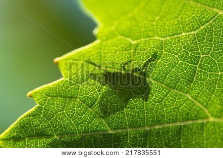 Shadow of and insect silhouetted in the leaf of a vine