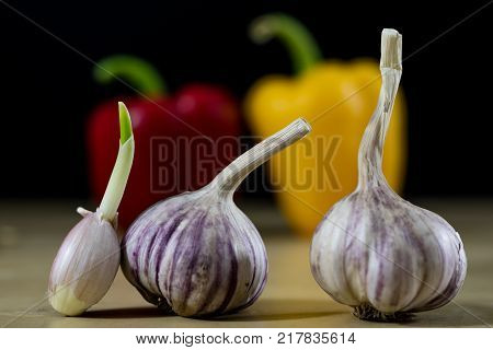 Sprouting Cloves Of Garlic On A Wooden Table. Garlic With Young Sprouts.