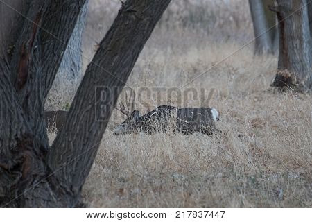 Large muledeer in the rut following a doe in the forest