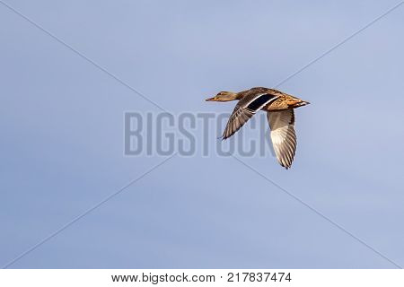 Adult female mallard duck anas platyrhynchos flying against a clear blue sky