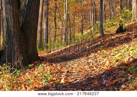 Autumn scenery along a trail at Kickapoo State Park in Illinois