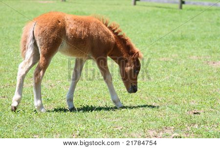 Baby-Pferd