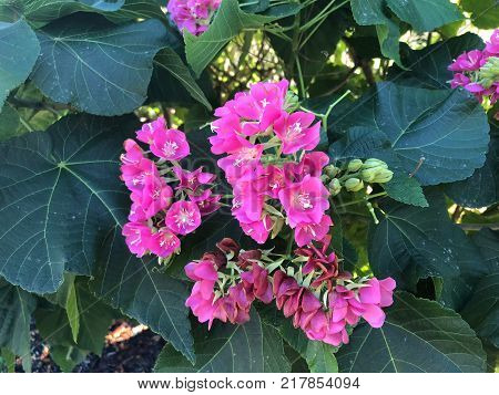 Pink Flowers With White Stems