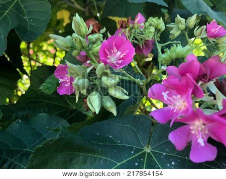 Pink Flowers With White Stems