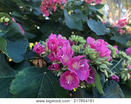 Pink Flowers With White Stems