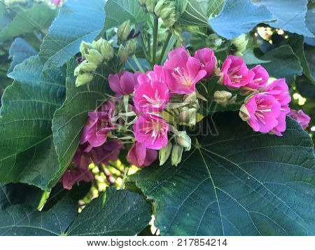 Pink Flowers With White Stems