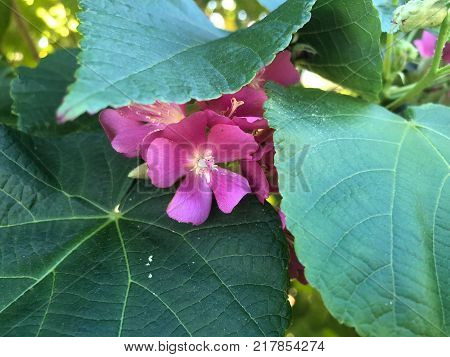 Pink Flowers With White Stems